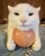Apple_Cat.jpg